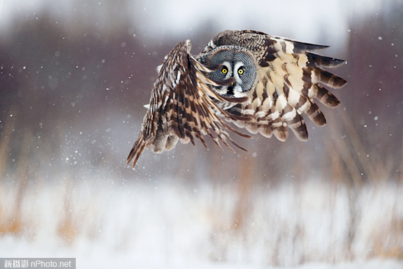 A Strix nebulosa in Oulu, Finland