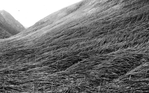 Massive blowdown of trees in the Green River valley seen on June 2, 1980. The flattening of the forest resulted from the May 18 eruption of Mount St. Helens.