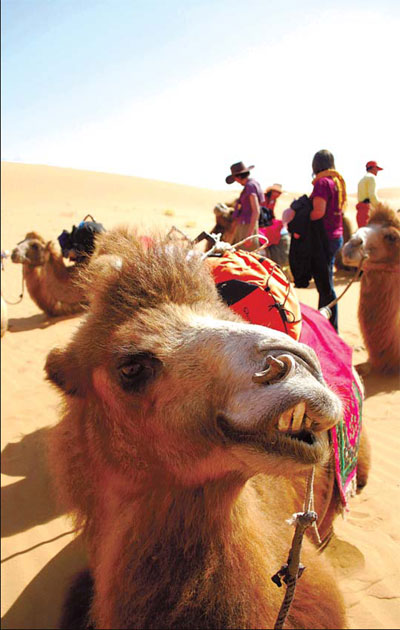 Camels and tourists take a rest during their journey in the desert. [Photo: China Daily] 