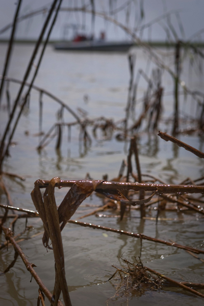 Oil drips from a reed in a marsh near South Pass, Louisiana May 19, 2010. For nearly a month, roughly 5,000 barrels (210,000 gallons/795,000 litres) of oil per day have been gushing from BP's broken Deepwater oil well situated in the Gulf of Mexico, in what could be named the worst oil spill in U.S. history. [Xinhua/Reuters]