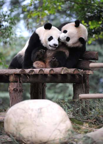 Giant pandas play at the Ya'an base of the China Giant Panda Protection and Research Center in southwest China's Sichuan Provice, Oct. 21, 2009. A total of 10 giant pandas from the Ya'an base will be brought to Shanghai and put on display during the 2010 Shanghai World Expo. [Xinhua]