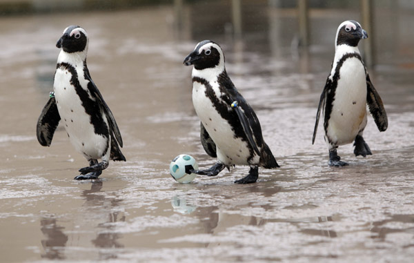 African penguins play with a small &apos;soccer&apos; ball during an event at Hakkeijima Sea Paradise aquarium in Yokohama, south of Tokyo, May 20, 2010. The special event started on Thursday ahead of the 2010 FIFA Soccer World Cup. [Xinhua/Reuters]