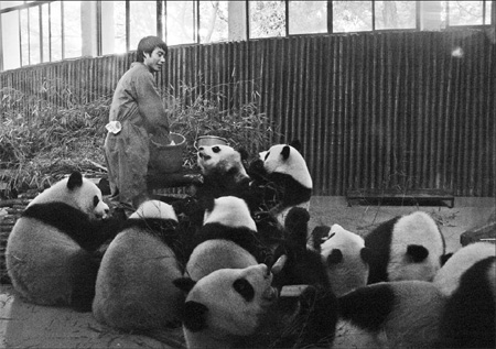  Yang Jie, a panda handler from the China Giant Panda Protection Research Center, feeds cubs at a zoo in Shanghai on Wednesday. [China Daily]