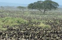 The Masai Mara savanna. [huanqiu.com] 