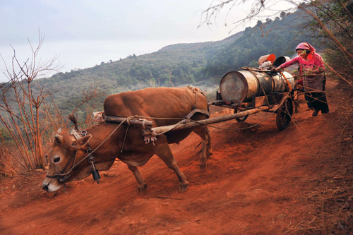 A file photo shows a villager from Jianshui county of Yunnan province driving an ox-cart to transport water for drinking and irrigation to minimize losses caused by a severe drought in the region. 