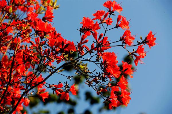 Photo taken on May 23, 2010 shows the red rhododendron in the Dalaoling National Forest Park in Yichang, central China's Hubei Province. [Xinhua/Wen Zhenxiao]