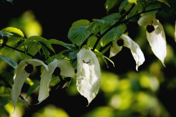 Photo taken on May 23, 2010 shows the Chinese dove tree(Davidia involucrata Baill), which is a kind of endangered species in China, in the Dalaoling National Forest Park in Yichang, central China's Hubei Province. [Xinhua/Wen Zhenxiao]