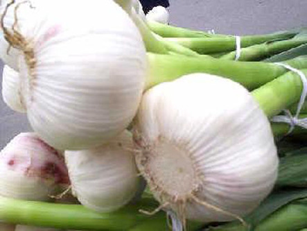 Garlic in Jinxiang has been exported to more than 150 countries and regions and accounts for about 70 percent of the nation's total garlic exports.