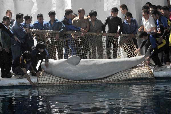 Employees carry a beluga from Russia in Hangzhou Polar Ocean Park, Hangzhou city, capital of east China&apos;s Zhejiang Province, May 24, 2010. The first batch of three beluga whales arrived in Hangzhou Polar Ocean Park Monday. A total of nine beluga whales will be brought into the park until the end of this year. [Xinhua]