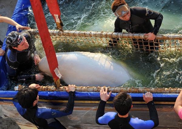 Employees carry a beluga from Russia in Hangzhou Polar Ocean Park, Hangzhou city, capital of east China&apos;s Zhejiang Province, May 24, 2010. The first batch of three beluga whales arrived in Hangzhou Polar Ocean Park Monday. A total of nine beluga whales will be brought into the park until the end of this year. [Xinhua] 