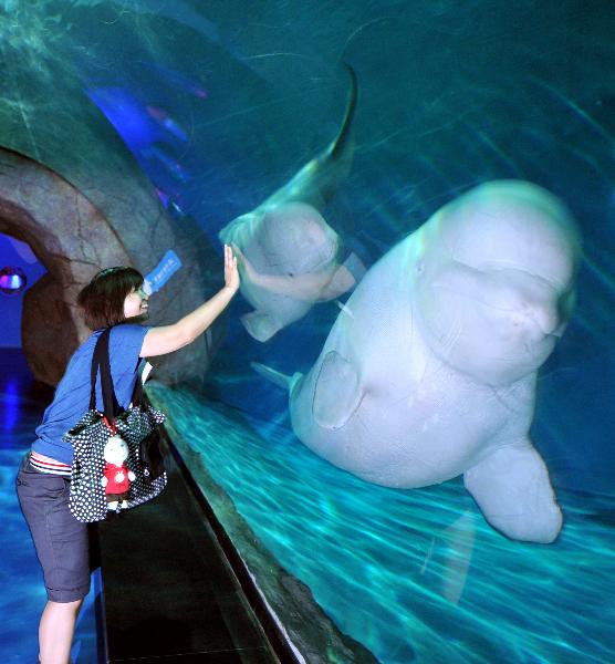 A tourist plays with two beluga whales from Russia in Hangzhou Polar Ocean Park, Hangzhou city, capital of east China&apos;s Zhejiang Province, May 24, 2010. The first batch of three beluga whales arrived in Hangzhou Polar Ocean Park Monday. A total of nine beluga whales will be brought into the park until the end of this year. [Xinhua]