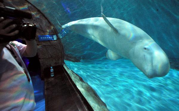 A beluga from Russia enjoys swiming in its new home at Hangzhou Polar Ocean Park, Hangzhou city, capital of east China&apos;s Zhejiang Province, May 24, 2010. The first batch of three beluga whales arrived in Hangzhou Polar Ocean Park Monday. A total of nine beluga whales will be brought into the park until the end of this year. [Xinhua]