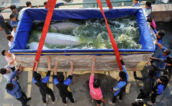 Employees receive three belugas from Russia in Hangzhou Polar Ocean Park, Hangzhou city, capital of east China&apos;s Zhejiang Province, May 24, 2010. A total of nine beluga whales will be brought into the park until the end of this year. [Xinhua]