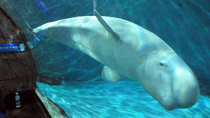 Belugas from Russia arrive at Hangzhou Polar Ocean Park