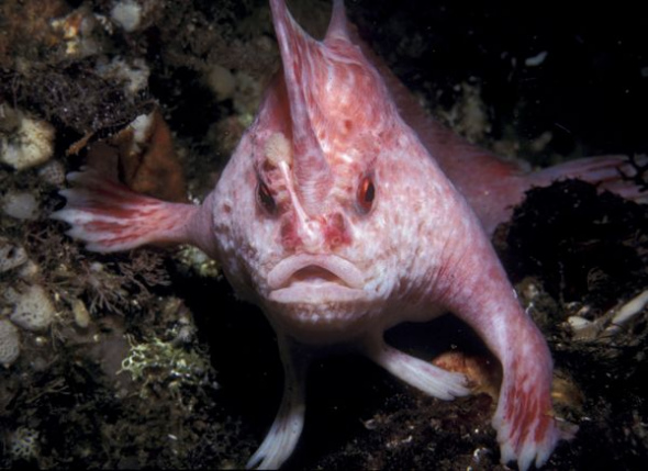 Pink Handfish (Photo: Sina. com)