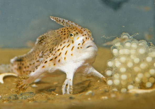 Spotted Handfish (Photo: Sina. com) 