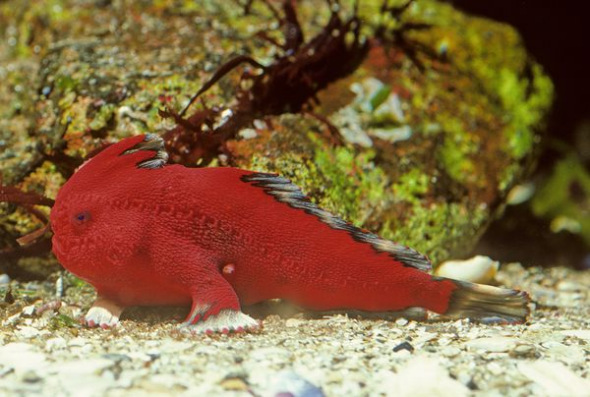 Red Handfish [Sina. com] 
