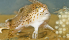 New handfish species walk on by