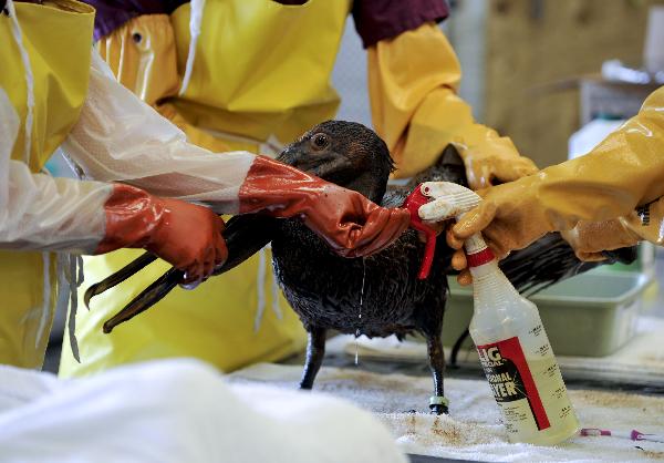 Bird rescue experts clean a nearly three-year-old brown pelican in the Mexico Gulf wildlife rehabilitation center at Fort Jackson, south Louisiana, the United States, May 25, 2010.
