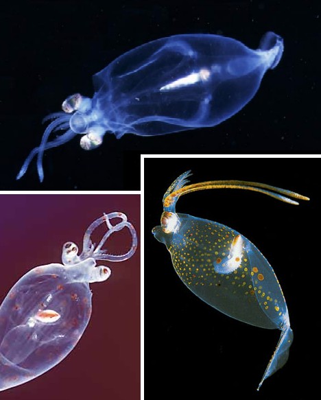 Transparent squid. [Photo: sina.com.cn]