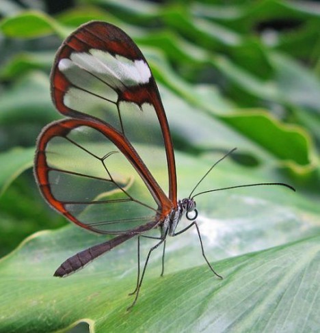 Transparent butterfly. [Photo: sina.com.cn]