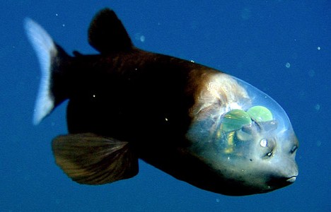 Transparent head fish. [Photo: sina.com.cn]