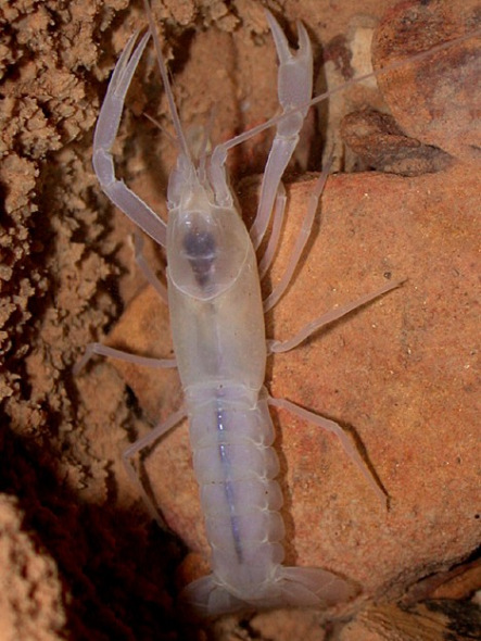 Transparent shrimp. [Photo: sina.com.cn] 