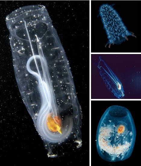 Transparent salp. [Photo: sina.com.cn]