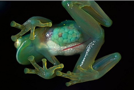 Transparent frog. [Photo: sina.com.cn] 