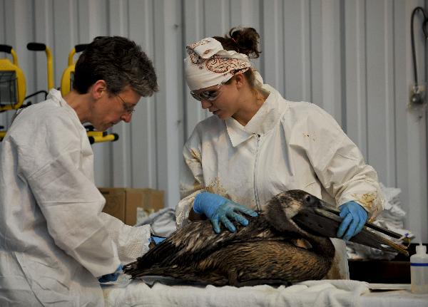 Bird rescue experts clean a nearly three-year-old brown pelican in the Mexico Gulf wildlife rehabilitation center at Fort Jackson, south Louisiana, the United States, May 25, 2010. BP started a so-called &apos;top kill&apos; operation Wednesday afternoon in an attempt to plug a undersea gusher in the Gulf of Mexico. [Xinhua] 