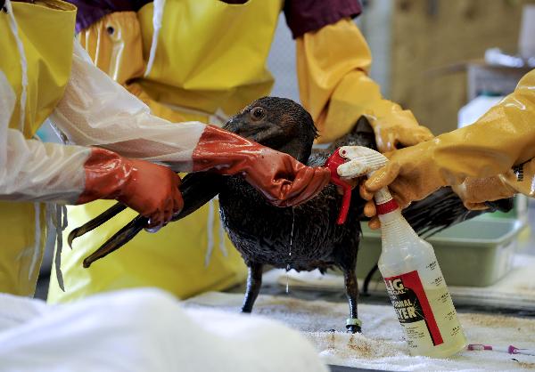 Bird rescue experts clean a nearly three-year-old brown pelican in the Mexico Gulf wildlife rehabilitation center at Fort Jackson, south Louisiana, the United States, May 25, 2010. BP started a so-called &apos;top kill&apos; operation Wednesday afternoon in an attempt to plug a undersea gusher in the Gulf of Mexico. [Xinhua] 