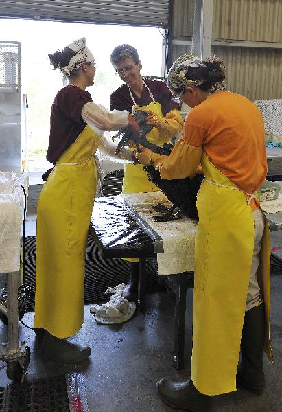 Bird rescue experts clean a nearly three-year-old brown pelican in the Mexico Gulf wildlife rehabilitation center at Fort Jackson, south Louisiana, the United States, May 25, 2010. BP started a so-called &apos;top kill&apos; operation Wednesday afternoon in an attempt to plug a undersea gusher in the Gulf of Mexico. [Xinhua]