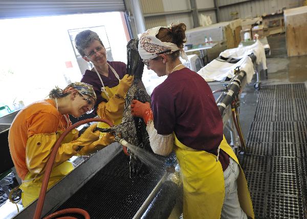  Bird rescue experts clean a nearly three-year-old brown pelican in the Mexico Gulf wildlife rehabilitation center at Fort Jackson, south Louisiana, the United States, May 25, 2010. BP started a so-called &apos;top kill&apos; operation Wednesday afternoon in an attempt to plug a undersea gusher in the Gulf of Mexico. [Xinhua] 