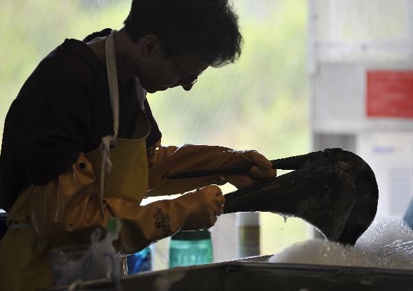 A bird rescue expert cleans a nearly three-year-old brown pelican in the Mexico Gulf wildlife rehabilitation center at Fort Jackson, south Louisiana, the United States, May 25, 2010. BP started a so-called &apos;top kill&apos; operation Wednesday afternoon in an attempt to plug a undersea gusher in the Gulf of Mexico. [Xinhua] 