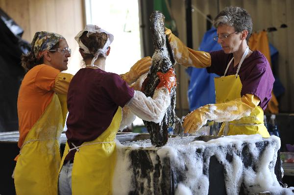 Bird rescue experts clean a nearly three-year-old brown pelican in the Mexico Gulf wildlife rehabilitation center at Fort Jackson, south Louisiana, the United States, May 25, 2010. BP started a so-called &apos;top kill&apos; operation Wednesday afternoon in an attempt to plug a undersea gusher in the Gulf of Mexico. [Xinhua] 