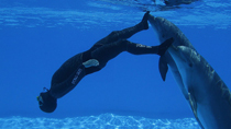 Dolphines help Italian set apnea diving record