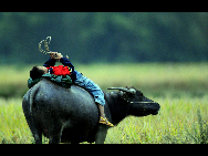 A boy herds a buffalo after school in Lianhua village, Chengtuan township of Liujiang county in South China's Guangxi Zhuang autonomous region on October 26, 2009.Most children in China's rural areas spend their time doing housework or playing in the open air after school, which is very different from their peers in urban regions. [Xinhua]