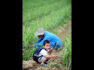 Three-year-old Xiong Yuhao plays by himself in the sugarcanes field in Liuyu village, Chengtuan township in Liujiang county of South China's Guangxi Zhuang autonomous region on May 26, 2010.  [Xinhua]