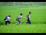 Three boys run through rice fields after school in Liuyu village, Chengtuan township of Liujiang county in South China's Guangxi Zhuang autonomous region on May 26, 2010.[Xinhua]