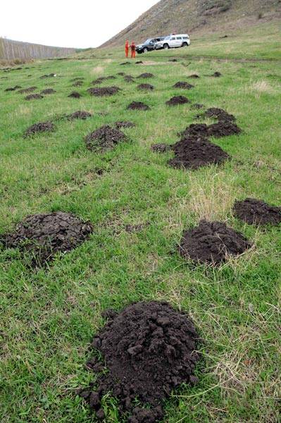 This grassland in Hulunbuir of Inner Mongolia autonomous region has many rat holes, leading to further ground degradation. Most areas of the region have been hit by burrowing rats, with the pasture areas affected most.