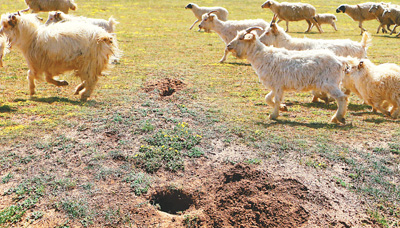 Burrowing rats ruin pastures in Inner Mongolia