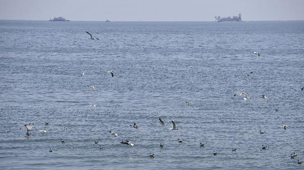 Seabirds are seen outside a beach threatened by the Mexico Gulf oil spill on Grand Isle, south Louisiana, the United States, May 27, 2010. [Zhang Jun/Xinhua]