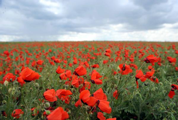 Photo taken on May 28, 2010 shows the landscape of flowers in Kazakhstan. (Xinhua/Sadat)