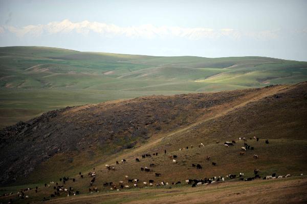 A herd of sheep eat grass on the hill in Kazakhstan, May 23, 2010. [Xinhua/Sadat]