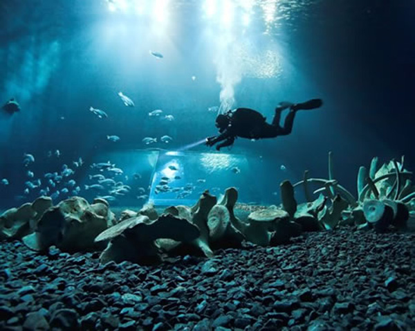 This 2009 winner photo for Global Underwater Explorers picture of year features a diver at Germany&apos;s largest aquarium, Ozeaneum. The skeleton is of a sperm whale which had become stranded in the North Sea and perished. [gb.cri.cn]