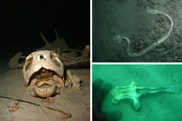 Skeletal remains of marine creatures [gb.cri.cn]