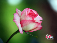 The 2nd annual Beijing Rose Cultural Festival on May 30, 2010 at Beijing Botanical Garden. 3000 roses of more than 20 varieties are in full bloom. [Photo by Xiaodong]