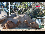 The San Diego Zoo in Balboa Park, San Diego, California, is one of the largest and most progressive zoos in the world, with over 4,000 animals of more than 800 species. It is also one of the few zoos in the world that houses the giant panda. [Photo by Chen Chao]