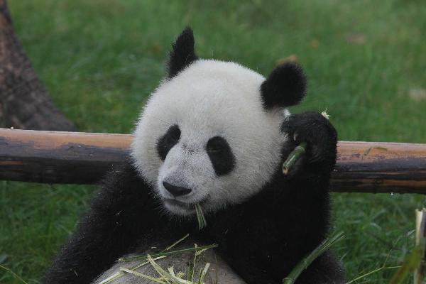 Shuxiang, selected as gift for the Macao special administrative region eats bamboo at the Chengdu Giant Panda Breeding and Research Base, in Chengdu May 31, 2010. A pair of giant pandas has been selected as gift for the Macao Special Administration Region, the State Forestry Administration announced Saturday in Chengdu. [Xinhua] 