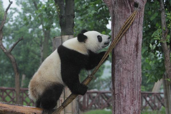 Qimiao, selected as gift for the Macao special administrative region plays at the Chengdu Giant Panda Breeding and Research Base, in Chengdu May 31, 2010. A pair of giant pandas has been selected as gift for the Macao Special Administration Region, the State Forestry Administration announced Saturday in Chengdu. [Xinhua]